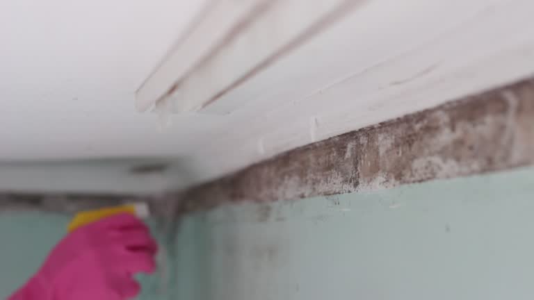 Trusted Troutman, NC Mold Removal Experts